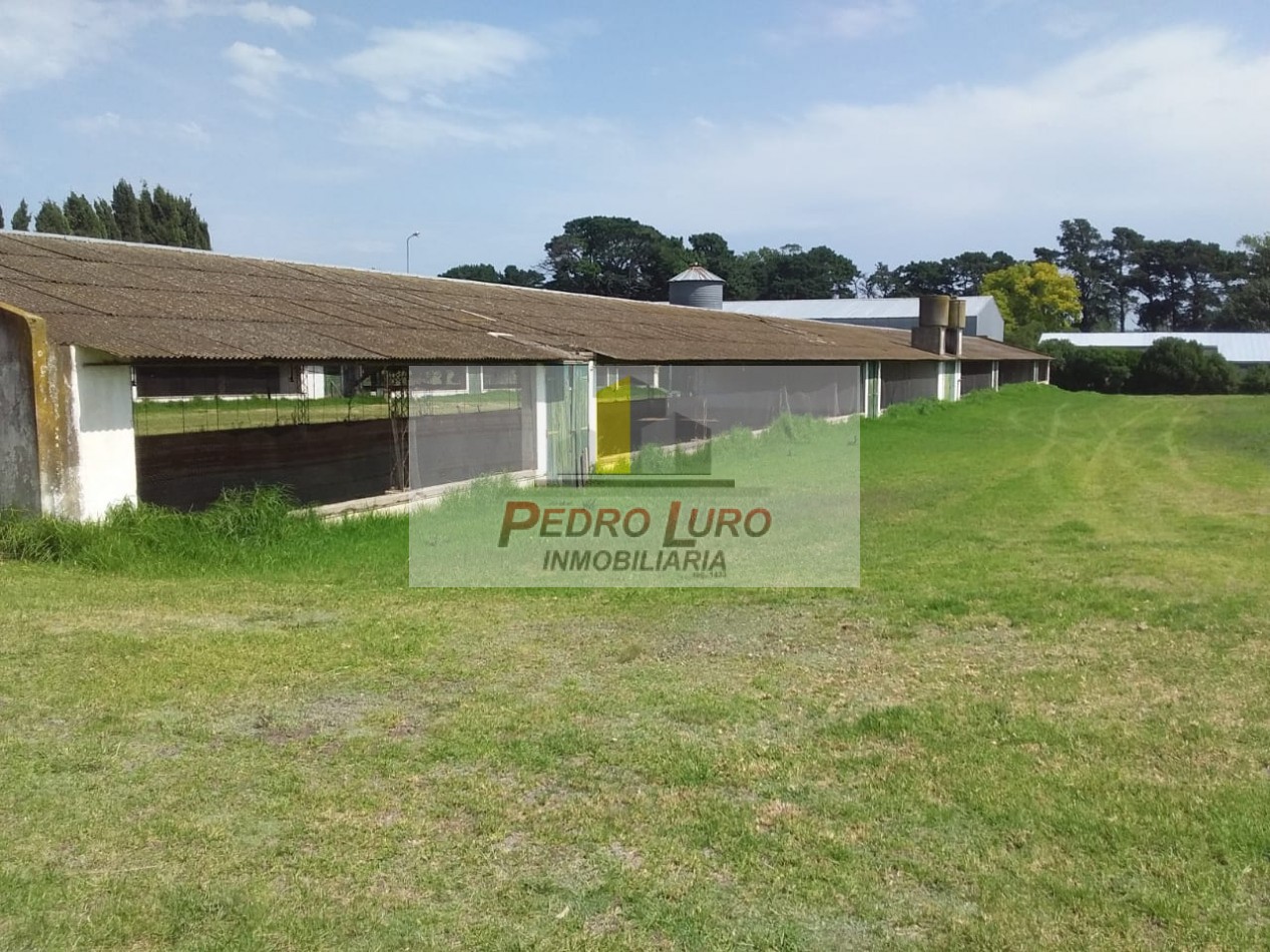 AVICOLA - CAMINO A MIRAMAR KM 12