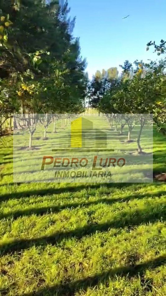 16 HECTAREAS A 1000 METROS DE LA RUTA. RUTA 88 KM 42,5