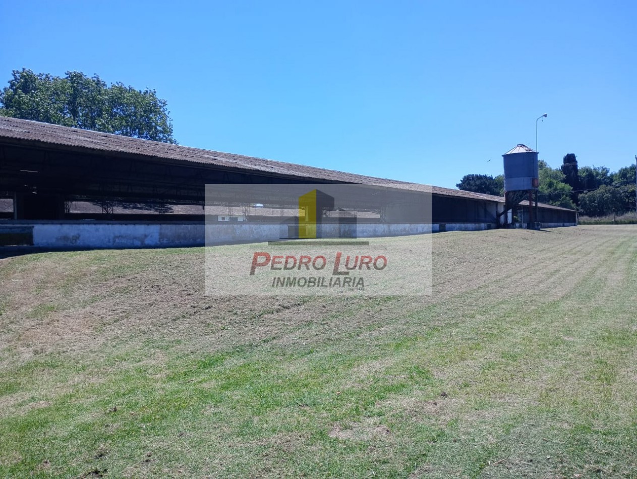 AVICOLA - CAMINO A MIRAMAR KM 12