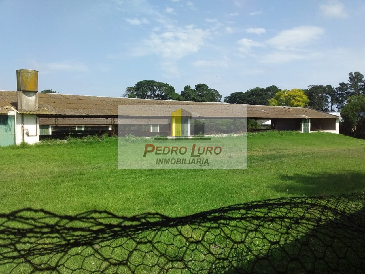 AVICOLA - CAMINO A MIRAMAR KM 12