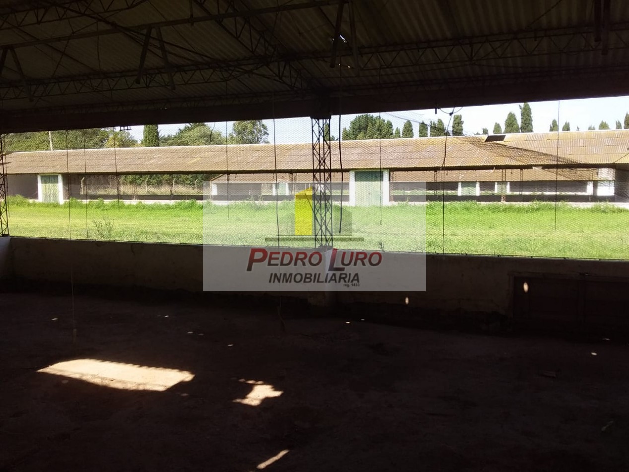 AVICOLA - CAMINO A MIRAMAR KM 12