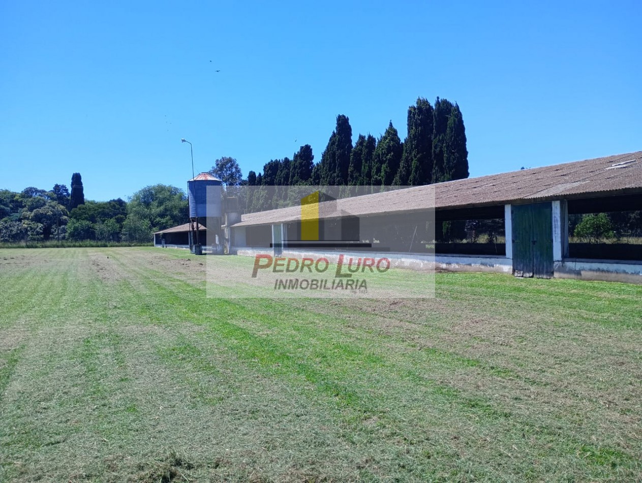 AVICOLA - CAMINO A MIRAMAR KM 12