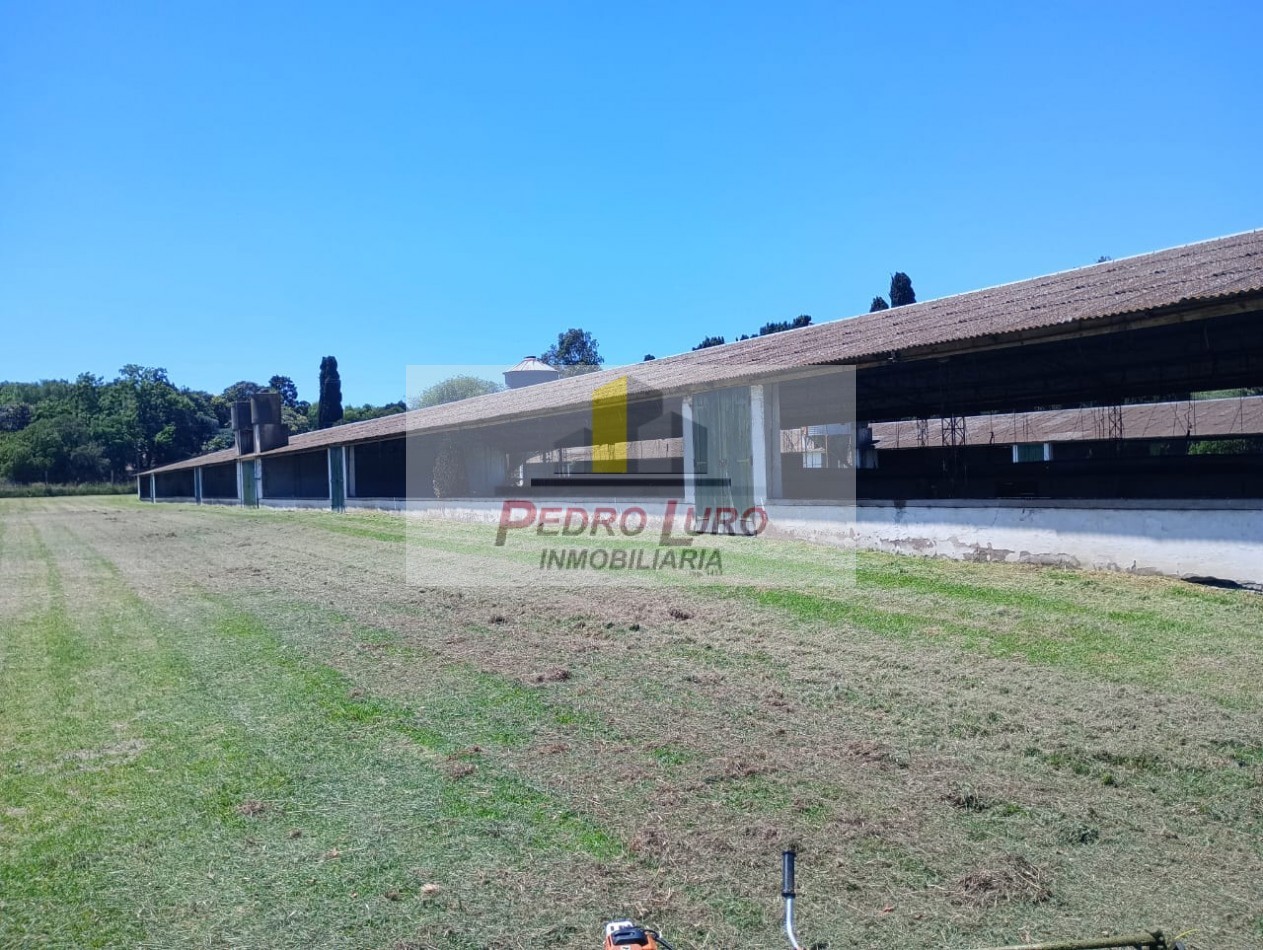 AVICOLA - CAMINO A MIRAMAR KM 12