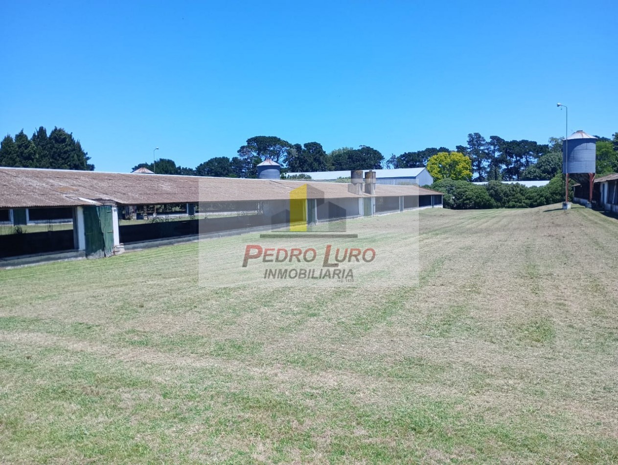 AVICOLA - CAMINO A MIRAMAR KM 12