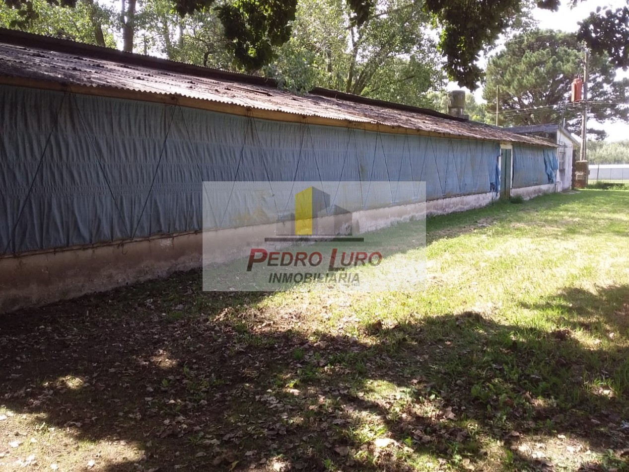 AVICOLA - CAMINO A MIRAMAR KM 12