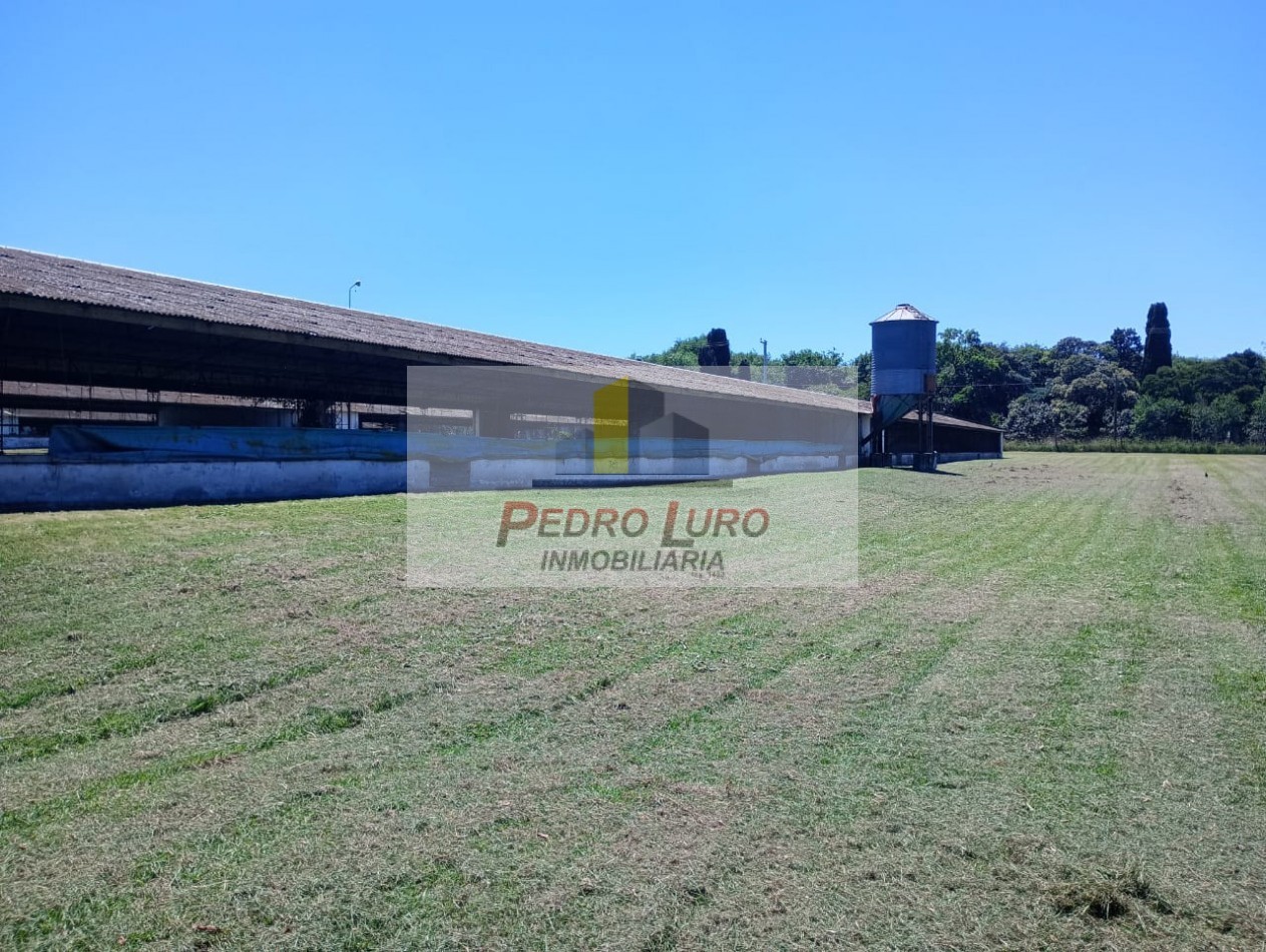 AVICOLA - CAMINO A MIRAMAR KM 12